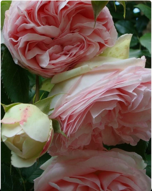 PEONIES IN PERFUMERY WORLD
