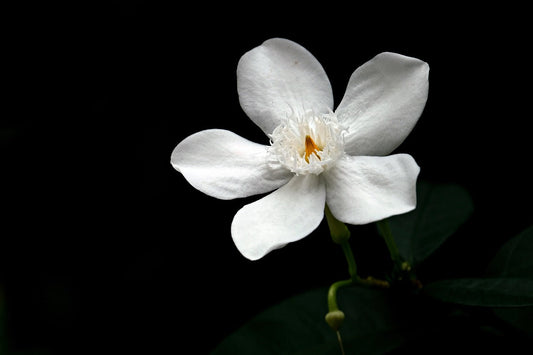 Hayari Paris and rare materials: from indian jasmine to laotian oud