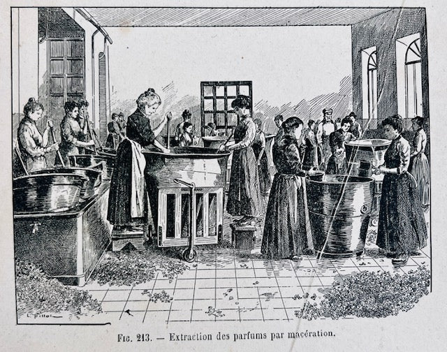 Les étapes d'extraction du parfum des fleurs