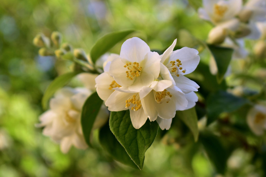 Découverte des matières premières : le jasmin