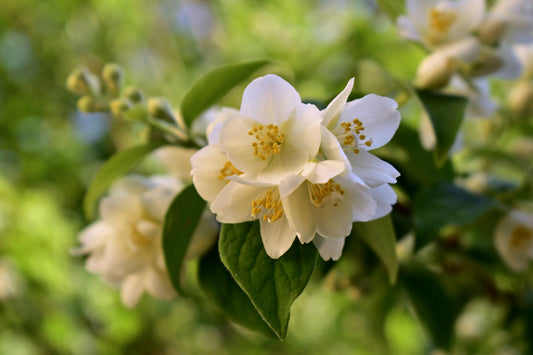 Discovering raw materials: jasmine