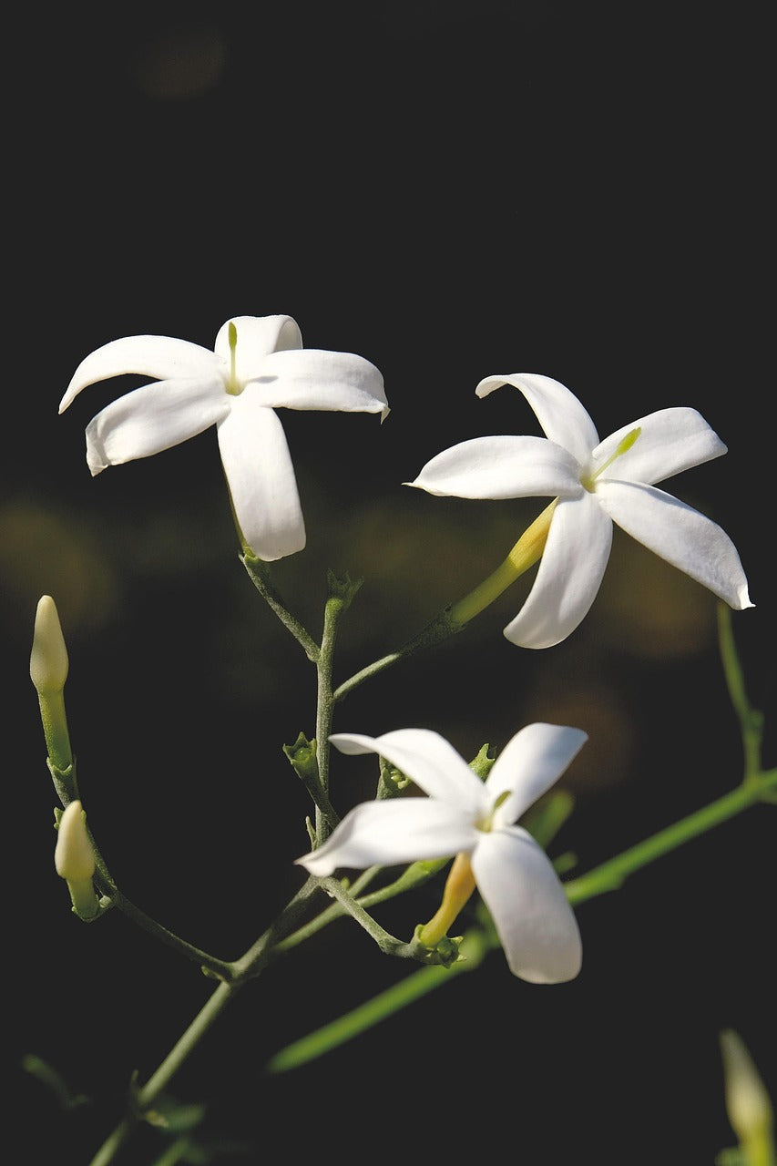 Une plongée en profondeur pour découvrir les multiples facettes de Jasmine