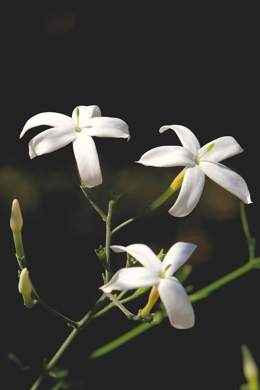 A deep dive to discover the many faces of Jasmine