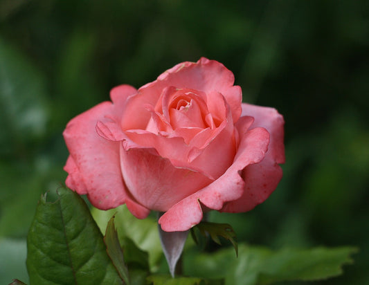 The Symbolism of Flowers in Haute Parfumerie