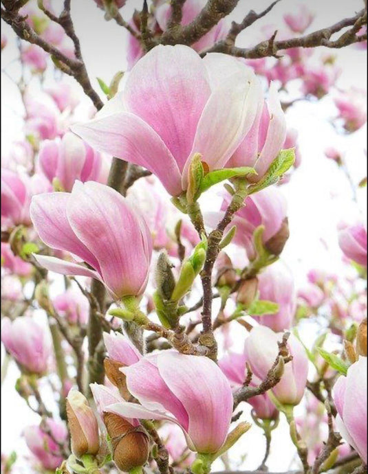 The beauty of the magnolia in Perfumery